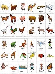 What Is Your Favorite Animal? (5)