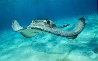 Jellyfish or Stingrays?