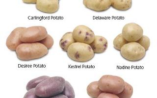 Favorite Type of Potato