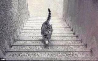 Is this cat walking Upstairs or Downstairs?