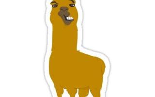 Are llamas cool