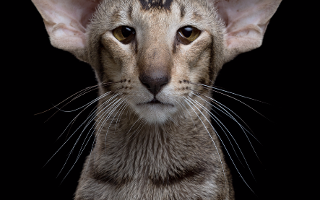 What do you think of Oriental Shorthairs?