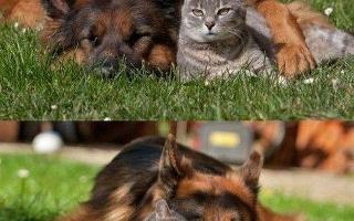 Cats vs Dogs... Which is better?