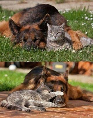 Cats vs Dogs... Which is better?