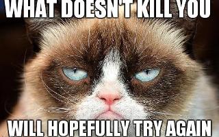 What grumpy cat meme makes you laugh more?