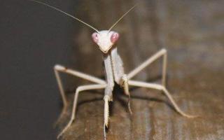 Do Albino Praying Mantises Suck