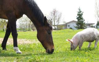 Horses or piglets