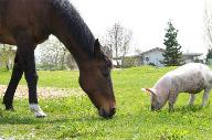 Horses or piglets