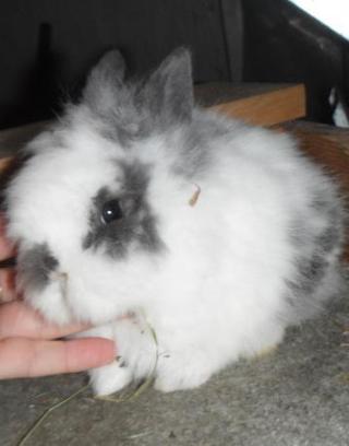 help me name a rabbit