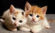 which cat picture is cuter ?