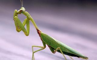 Which mantis is superior?