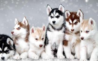 Which husky is more adorable?