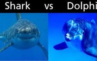 Dolphins or Sharks?