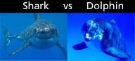 Dolphins or Sharks?