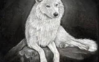 What rate (from 1 to 10) Would you give a wolf?