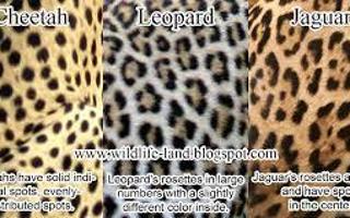 What is the best? Leopards, Cheetahs or Jaguars?