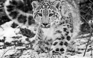 Do you love snow leopards?