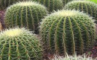 Are u a smooth cactus, or a prickly cactus?