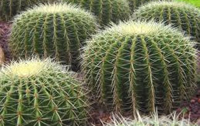 Are u a smooth cactus, or a prickly cactus?