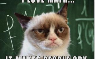 Do you love grumpy cat?