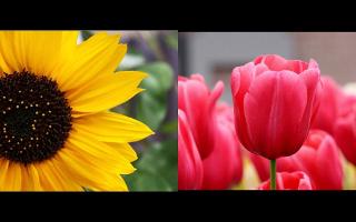 Do you like. Sunflowers more or Tulips?