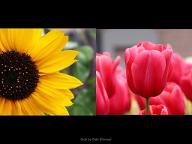 Do you like. Sunflowers more or Tulips?