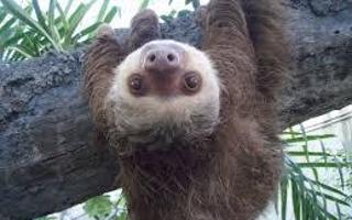 Do you like sloths?