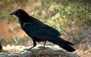 Do you like crows?