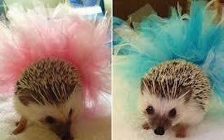 HEDGEHOGS!!!!