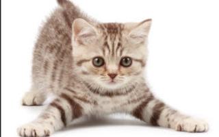 What is the best kitten name (female)?