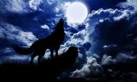 Do you guys like the sound of wolves howling at the moon?