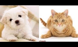 Do you like Dogs more or Cats?