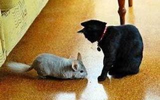 Would you rather have a chinchilla or have a kitten?