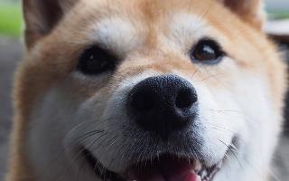 Are shiba inus cute to you?