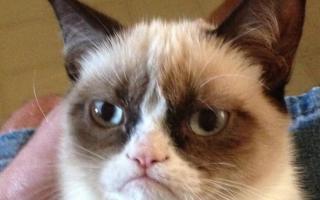 What grumpy cat meme makes you laught more?