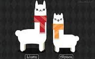 Llamas or Alpacas