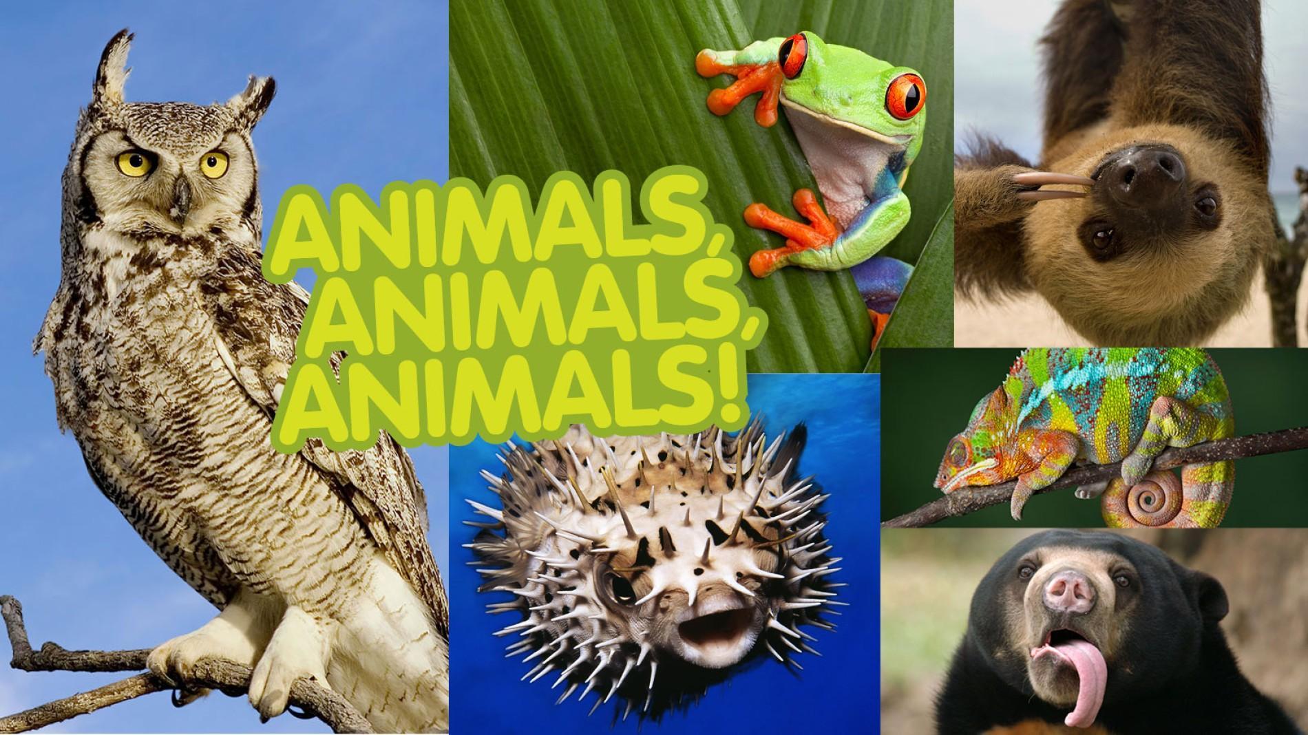 What Animal Is Your Favorite 1 Poll