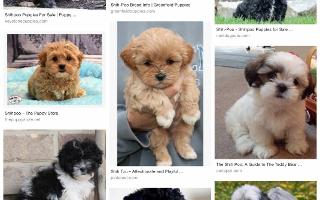 Have you ever heard of a Shihpoo?