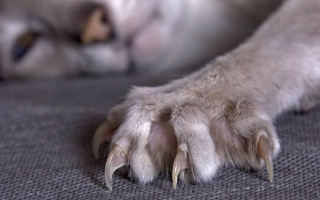 Cats: pro-declawing or anti- declawing?