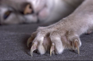 Cats: pro-declawing or anti- declawing?