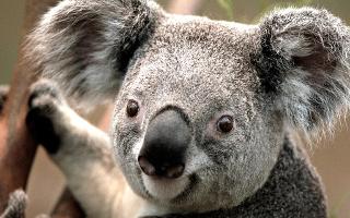 do you like koalas?