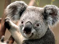 do you like koalas?