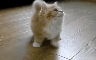 What is the best viral cat?