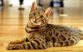 whats your favorite cat breed