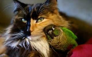 birds or cats?