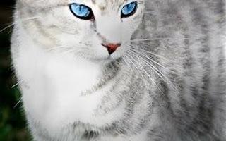 What should my warrior cat name be if I were a silver-gray tabby she-cat?