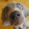 Weimaraner! (Purebreed)