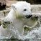 polar bear 2