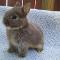 Netherland Dwarf