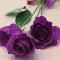 Purple rose